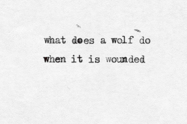 what does a wolf do when it is wounded