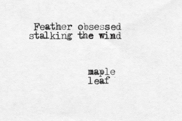 Feather obsessed stalking the wind maple leaf
